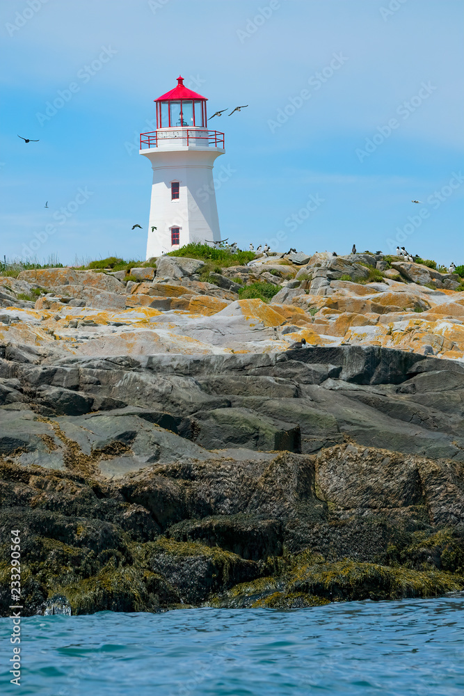 Puffins, Razor Bill Auks and the Lighthouse on Machias Seal Island	