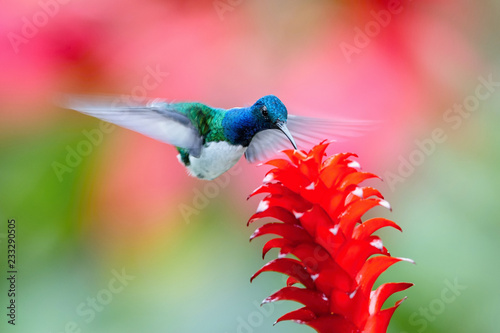 The hummingbird is soaring and drinking the nectar from the beautiful flower in the rain forest environment. Flying White-necked jacobin, florisuga mellivora mellivora with nice colorful background.