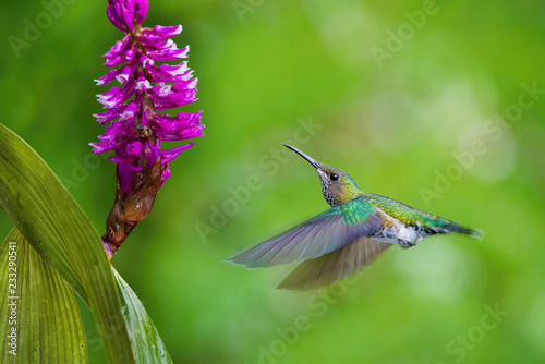 The hummingbird is soaring and drinking the nectar from the beautiful flower in the rain forest environment. Flying White-necked jacobin, florisuga mellivora mellivora with nice colorful background.