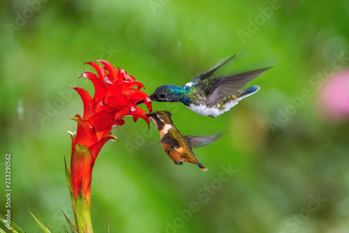 The hummingbird is soaring and drinking the nectar from the beautiful flower in the rain forest environment. Flying White-necked jacobin, florisuga mellivora mellivora with nice colorful background.