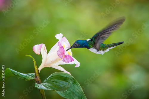 The hummingbird is soaring and drinking the nectar from the beautiful flower in the rain forest environment. Flying White-necked jacobin, florisuga mellivora mellivora with nice colorful background.