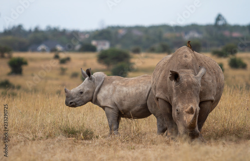 Black Rhino © Kenrique