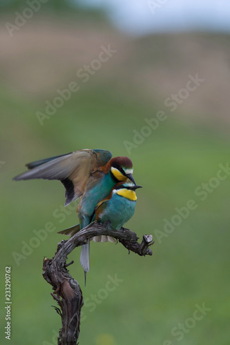 The European Bee-eaters, Merops apiaster are sitting and mating on a nice branch, during mating season, nice colorful background and soft golden light, opened wings, Czechia..