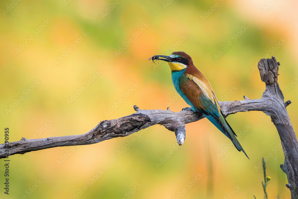 Obraz premium The European Bee-eaters, Merops apiaster is sitting and showing off on a nice branch, has some insect in its beak, during mating season, nice colorful background and soft golden light, Czechia