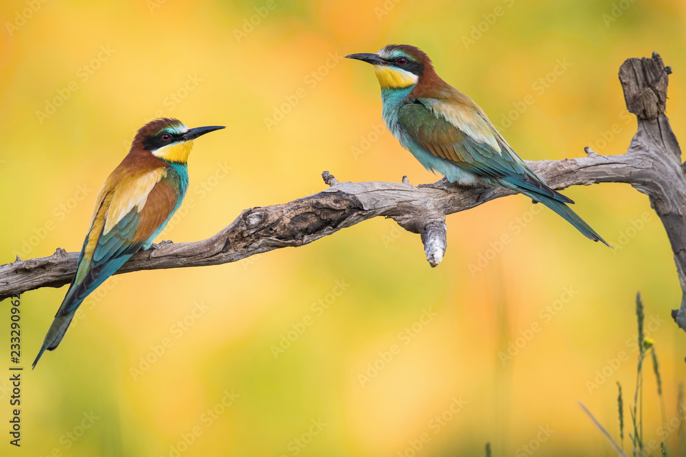 Obraz premium The European Bee-eaters, Merops apiaster is sitting and showing off on a nice branch, has some insect in its beak, during mating season, nice colorful background and soft golden light, Czechia