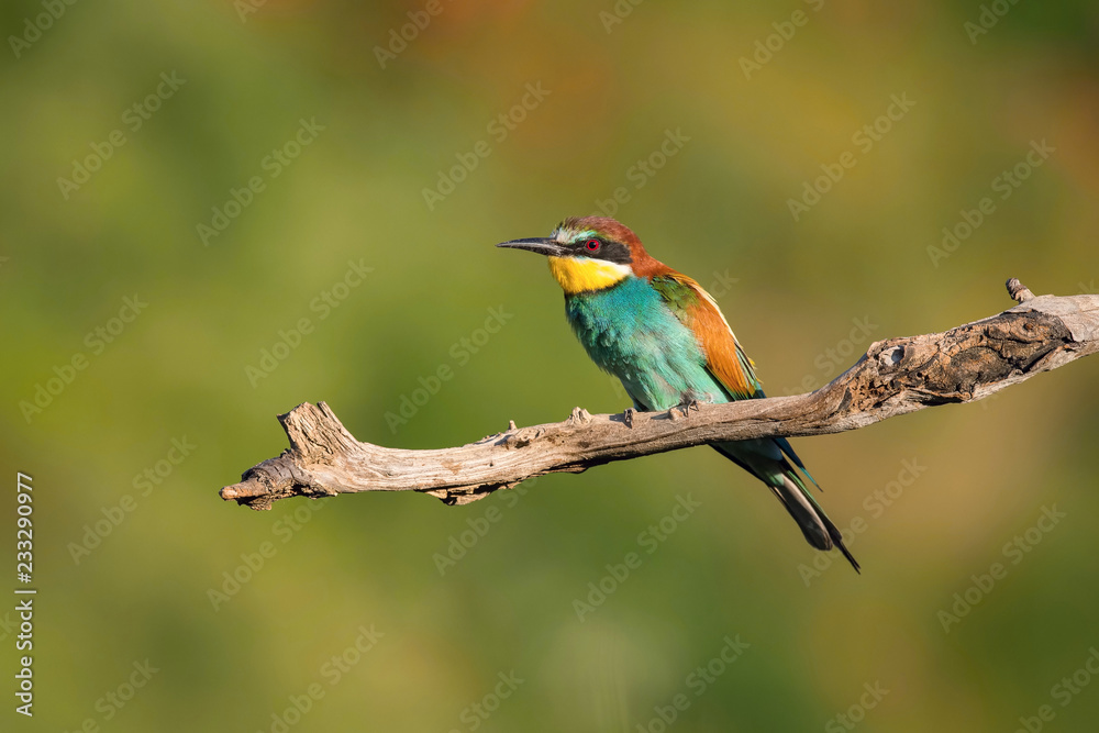The European Bee-eaters, Merops apiaster is sitting and showing off on a nice branch, has some insect in its beak, during mating season, nice colorful background and soft golden light, Czechia The European Bee-eaters, Merops apiaster is sitting and showing off on a nice branch, has some insect in its beak, during mating season, nice colorful background and soft golden light, Czechia