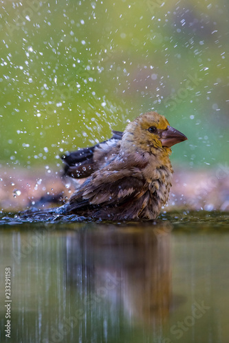 The Hawfinch, Coccothraustes coccothraustes is sitting at the waterhole in the forest, reflecting on the surface, preparing for the bath, colorful backgound with some flower. ..