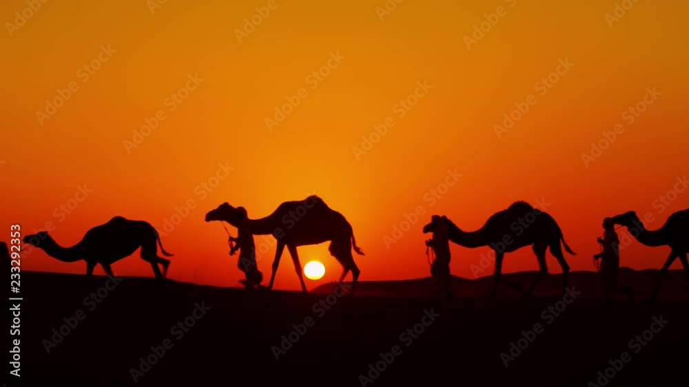 Aerial drone of camels being led by handlers across desert sand dunes 