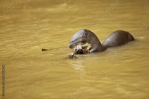 Brazilian Pantanal: Giant Otter