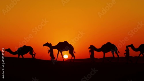 Aerial drone of camels being led by handlers across desert sand dunes 