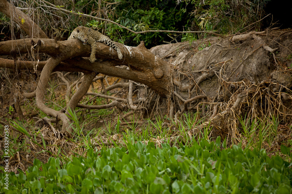 Brazilian Pantanal: The Jaguar Resting Brazilian Pantanal: The Jaguar Resting