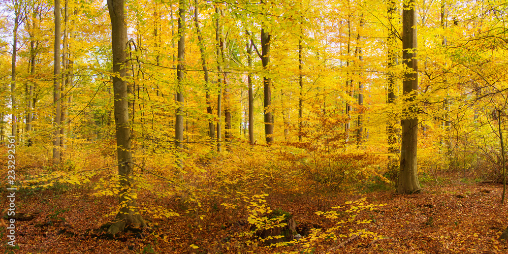 Herbstwald im Kottenforst bei Bonn