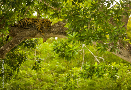 Brazilian Pantanal: The Jaguar
