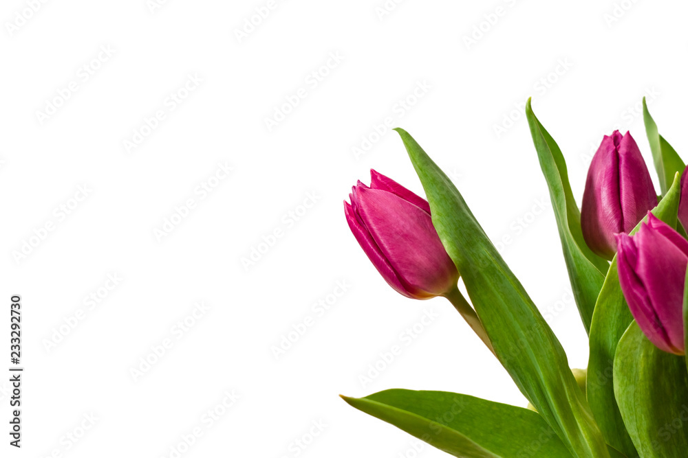 Tulpa isolated on white background, copy space Tulpa isolated on white background, copy space