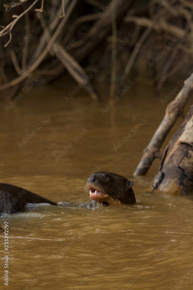 Obraz premium Brazilian Pantanal: Giant Otter