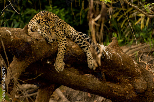 Brazilian Pantanal: The Jaguar © Pedro H C Pinheiro