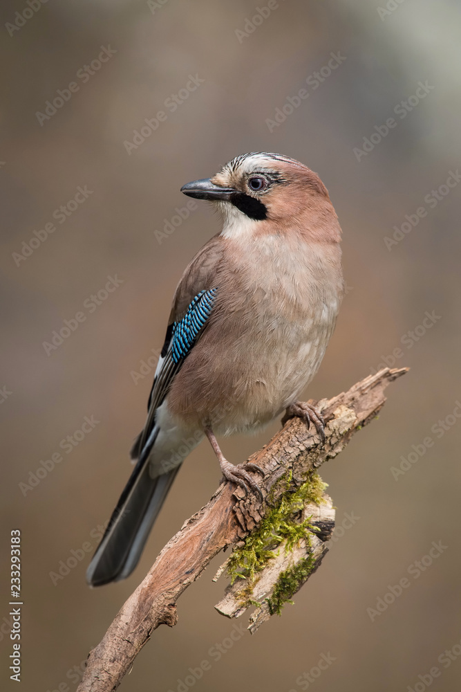 Obraz premium Eurasian Jay, Garrulus glandarius is sitting on the branch, colorful background and nice soft light, nice typical blue wing s feathers ..