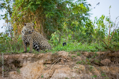 Brazilian Pantanal: The Jaguar