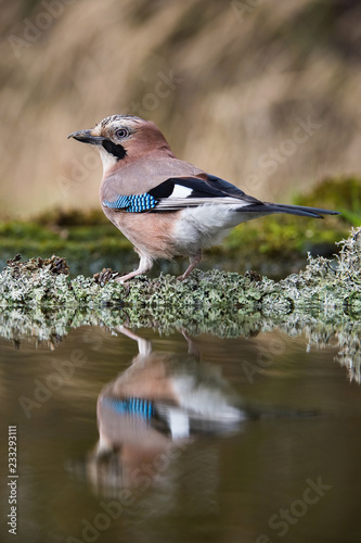 Eurasian Jay, Garrulus glandarius is sitting at the forest waterhole, reflecting in the  surface, preparing for the bath, colorful background and nice soft light, nice typical blue wing s feathers .. photo