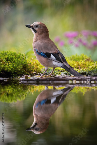Eurasian Jay, Garrulus glandarius is sitting at the forest waterhole, reflecting in the surface, preparing for the bath, colorful background and nice soft light, nice typical blue wing s feathers ..