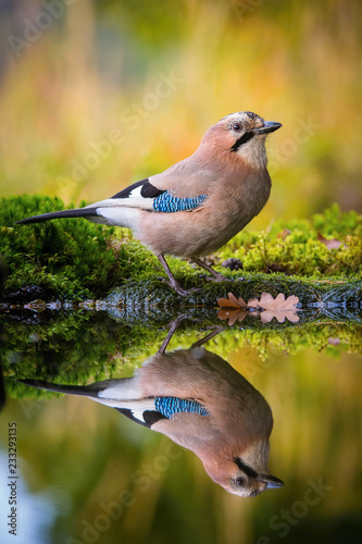 Eurasian Jay, Garrulus glandarius is sitting at the forest waterhole, reflecting in the  surface, preparing for the bath, colorful background and nice soft light, nice typical blue wing s feathers .. © Petr Šimon