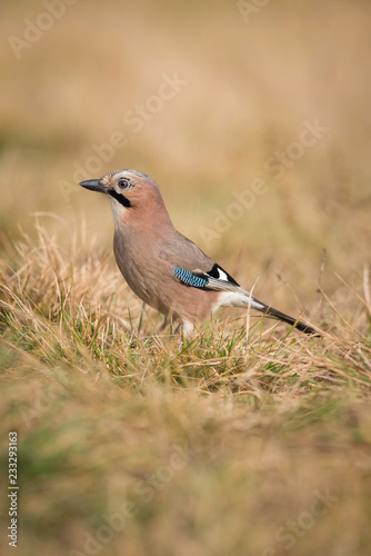 Eurasian Jay, Garrulus glandarius is sitting in the grass, colorful background and nice soft light, nice typical blue wing s feathers, autumn ..