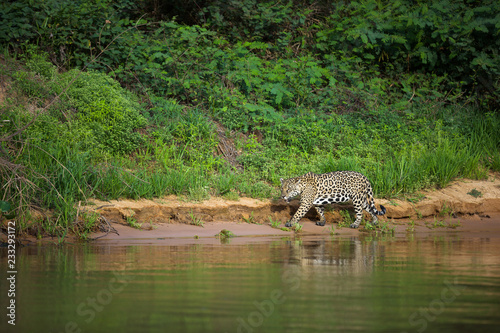 Brazilian Pantanal: The Jaguar photo