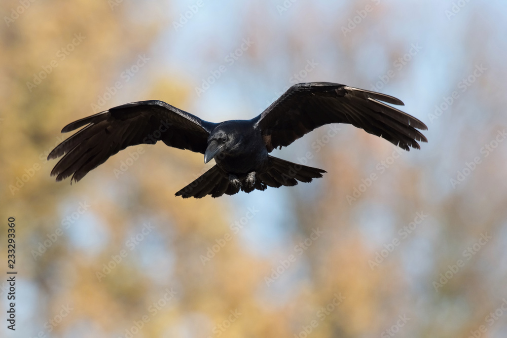 The Common Raven, Corvus corax is flying in the autumn color backgroung, Poland The Common Raven, Corvus corax is flying in the autumn color backgroung, Poland