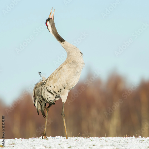 The Common Crane, Grus grus is dancing in the typical environment near the Lake Hornborga, Sweden.. photo