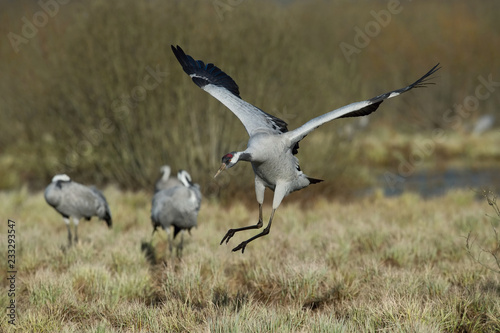 The Common Crane, Grus grus is dancing in the typical environment near the Lake Hornborga, Sweden..