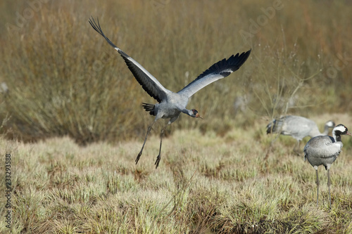 The  Common Crane   Grus grus is flying in the typical environment near the Lake Hornborga  Sweden..