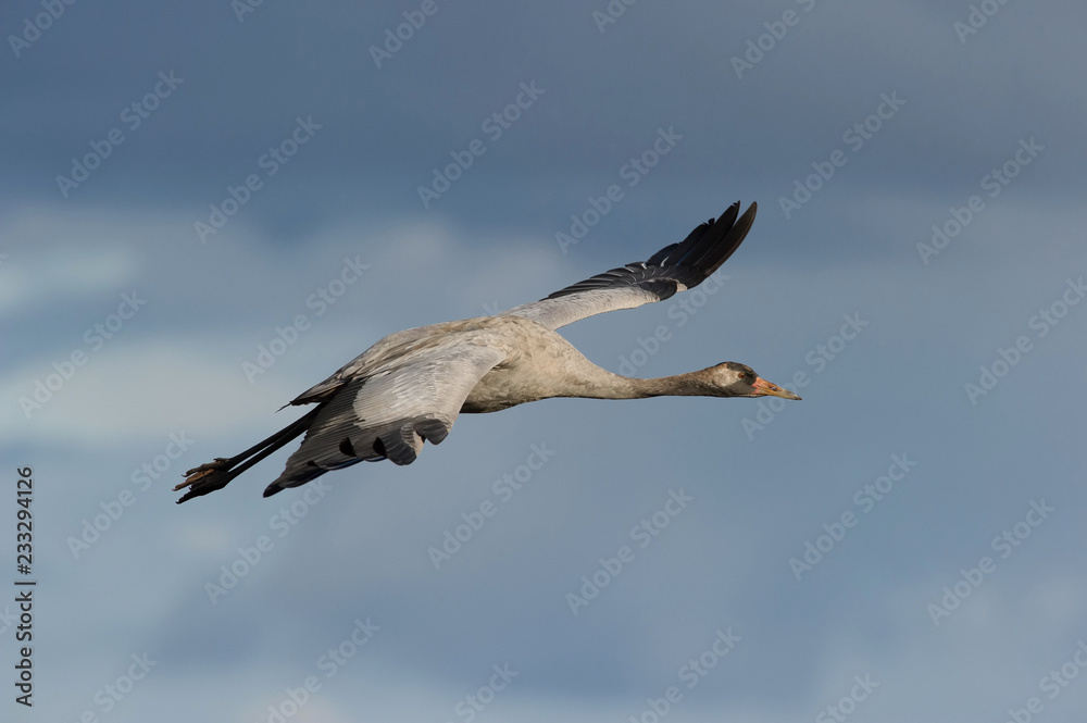 Obraz premium The&nbsp;Common Crane,&nbsp;Grus grus is flying in the typical environment near the Lake Hornborga, Sweden..