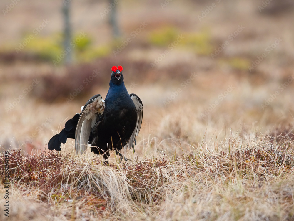 The Black Grouse, Lyrurus tetrix is showing off during their lekking season. They are in the typical moss habitat, Sweden The Black Grouse, Lyrurus tetrix is showing off during their lekking season. They are in the typical moss habitat, Sweden