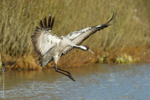 The Common Crane, Grus grus is flying in the typical environment near the Lake Hornborga, Sweden.. © Petr Šimon