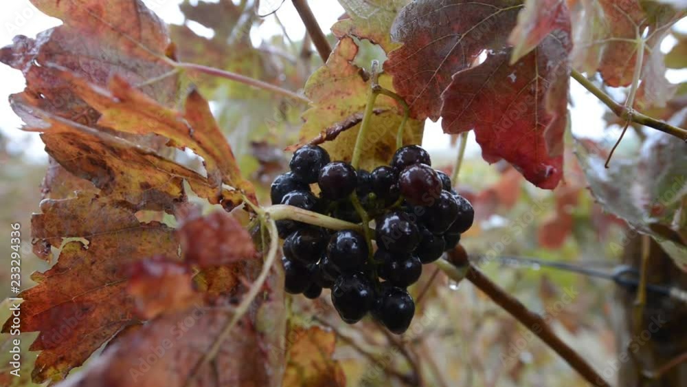 Viñedos en otoño en la Rioja Alaves (Spain)
