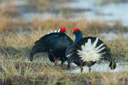 The Black Grouse  Lyrurus tetrix is showing off during their lekking season. They are in the typical moss habitat  Sweden