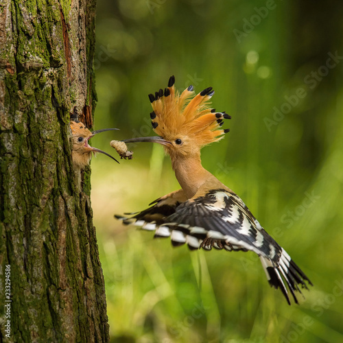 The hoopoe is feeding its chick. Still is flying and putting some insect in its beak. Typical forest environment with green background