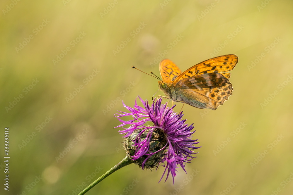 Obraz premium Bright orange and black spotted butterfly, Argynnis paphia, sitting on violet thistle flower in a meadow, transparent wings, summer day, contrast colors, blurry green background, copy space