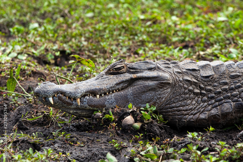 Obraz premium Dark alligator (Caiman yacare) in Esteros del Ibera, Argentina.