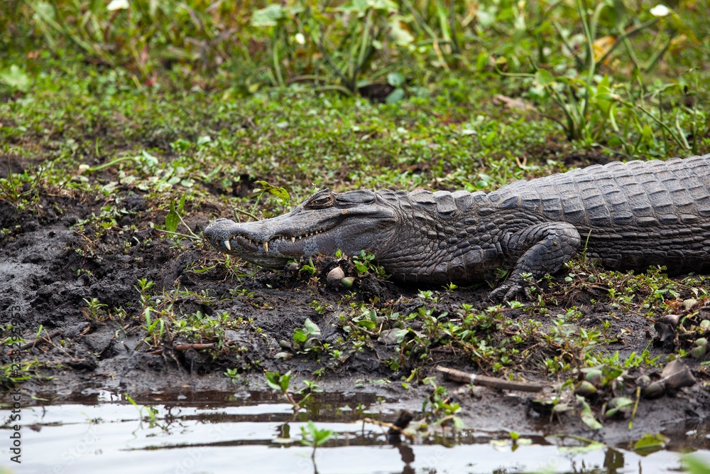Fototapeta premium Dark alligator (Caiman yacare) in Esteros del Ibera, Argentina.