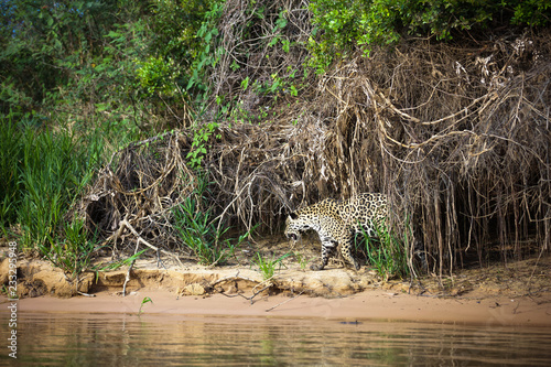 Brazilian Pantanal: The Jaguar