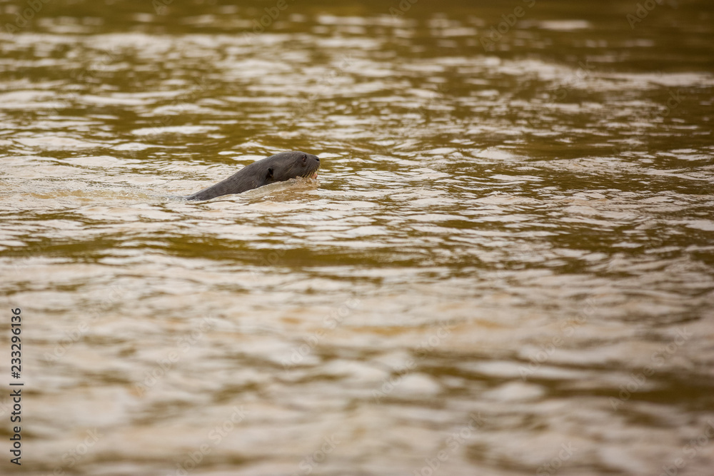 Brazilian Pantanal: Giant Otter Brazilian Pantanal: Giant Otter