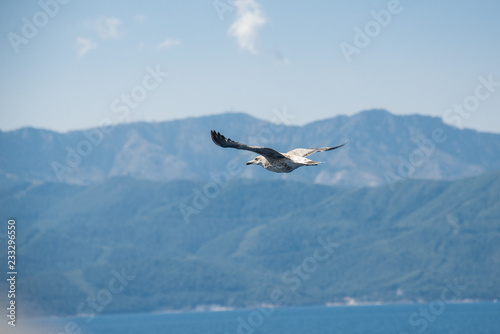 Seagull flying above sea