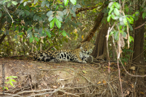 Brazilian Pantanal  The Jaguar