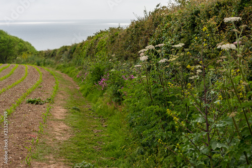 View of hedgerow and farm field overlooking the ocean, Portscatho, Roseland Peninsula, Cornwall, England