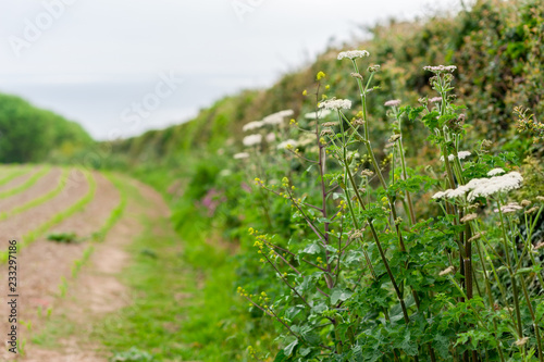 View of hedgerow and farm field overlooking the ocean, Portscatho, Roseland Peninsula, Cornwall, England photo