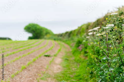 View of hedgerow and farm field overlooking the ocean, Portscatho, Roseland Peninsula, Cornwall, England photo