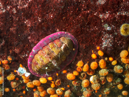 Lined Chiton (Tonicella lineata) photo