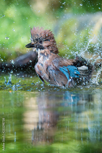 Eurasian Jay, Garrulus glandarius is sitting at the forest waterhole, reflecting in the surface, preparing for the bath, colorful background and nice soft light, nice typical blue wing s feathers ..