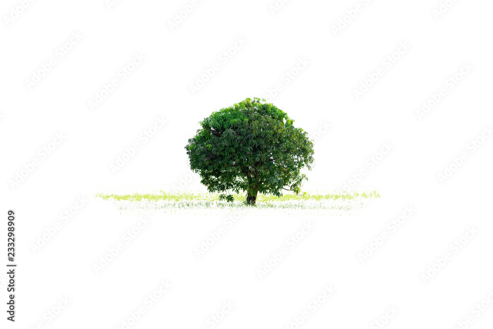 Obraz premium Tree white background.